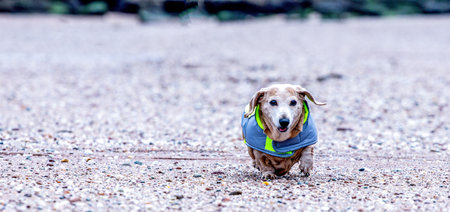 One of the favourite activities of a dog is to go for a walk, here seen a Miniature Dachshund walking along a beach.の写真素材
