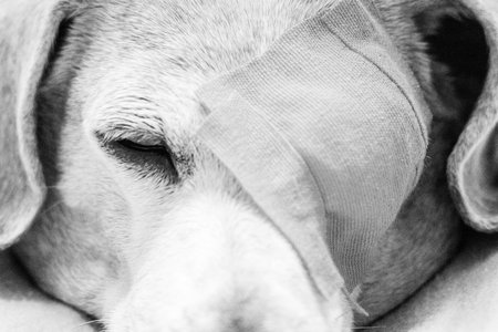 A Miniature Dachshund with an eye condition has had an eye patch fitted to prevent it from rubbing or itching it's eye to prevent further injury.の写真素材