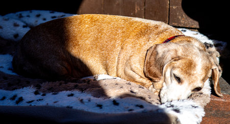 An adorable Miniature Dachshund dog having a sleep due to being tired or being unwell.の写真素材