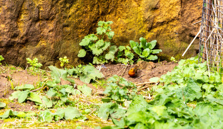 The Robin is one of the smallest species of Birds but one of the most adorable, often seen in winter...