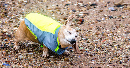 One of the favourite activities of a dog is to go for a walk, here seen a Miniature Dachshund walking along a beach.の写真素材
