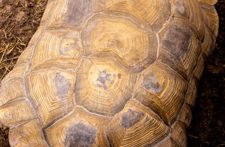 A gigantic Turtle walking around a large zoo enclosure.の写真素材
