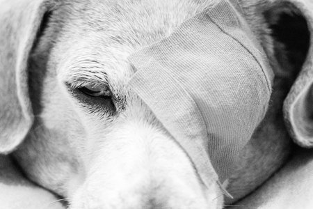 A Miniature Dachshund with an eye condition has had an eye patch fitted to prevent it from rubbing or itching it's eye to prevent further injury.の写真素材