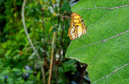 Butterflies are often the beauty that appears in all kinds of places with their bright colours or interesting patterns to be visually enjoyed. Here seen in an enclosure so you can get up close and personal to them.の写真素材