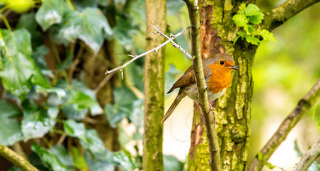 The Robin is one of the smallest species of Birds but one of the most adorable, often seen in winter...