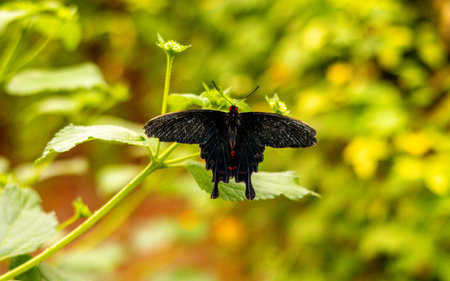 Butterflies are often the beauty that appears in all kinds of places with their bright colours or interesting patterns to be visually enjoyed.の写真素材