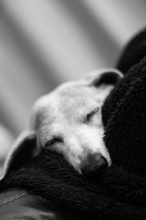 An adorable Miniature Dachshund dog having a sleep due to being tired or being unwell.の写真素材