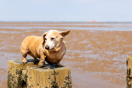 One of the favourite activities of a dog is to go for a walk, here seen a Miniature Dachshund walking along a beach.の写真素材