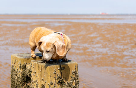 One of the favourite activities of a dog is to go for a walk, here seen a Miniature Dachshund walking along a beach.の写真素材