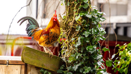 A large male cockerel golden in colour standing on a wooden fence.の写真素材