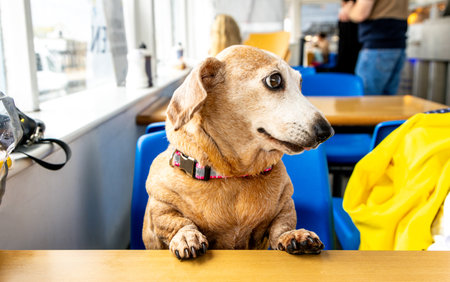 One of the favourite dog breeds, the Miniature Dachshund is a well loved breed of dog for it's unusually long body. Here seen an old aged adult female dog.の写真素材