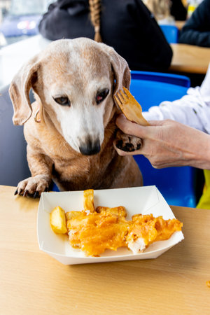 A treat for a Miniature Dachshund that is on a big day out, a freshly cooked box of chips with a tasty haddock or cod.の写真素材