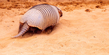 An Armadillo Animal Running Around In An Enclosure At A Zoo. The Armadillo enjoying running in the soft sand.の写真素材