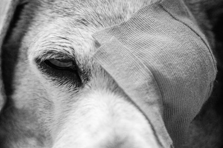 A Miniature Dachshund with an eye condition has had an eye patch fitted to prevent it from rubbing...
