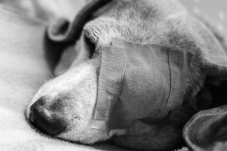 A Miniature Dachshund with an eye condition has had an eye patch fitted to prevent it from rubbing or itching it's eye to prevent further injury.の写真素材