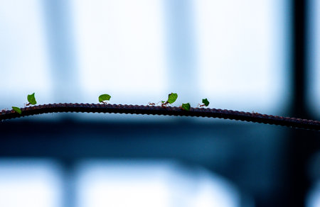 Ants working as a team to take food etc along a long line path to and from their nest.の写真素材