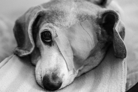 A Miniature Dachshund with an eye condition has had an eye patch fitted to prevent it from rubbing...