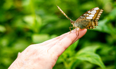 Butterflies are often the beauty that appears in all kinds of places with their bright colours or interesting patterns to be visually enjoyed. Here seen so you can get up close and personal to them.の写真素材