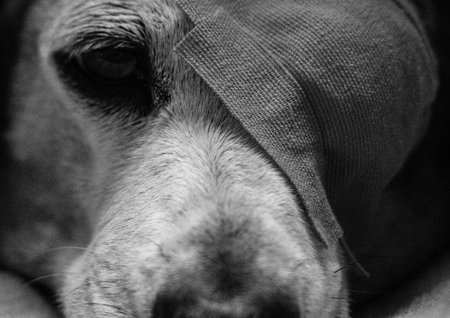 A Miniature Dachshund with an eye condition has had an eye patch fitted to prevent it from rubbing or itching it's eye to prevent further injury.の写真素材