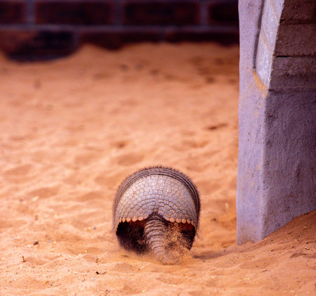 An Armadillo Animal Running Around In An Enclosure At A Zoo. The Armadillo enjoying running in the soft sand.の写真素材