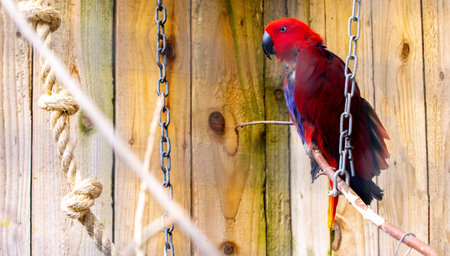 A beautiful bird sitting perched in a zoo enclosure, the Parrot is a popular bird not just for looks but also for it's intelligence.の写真素材