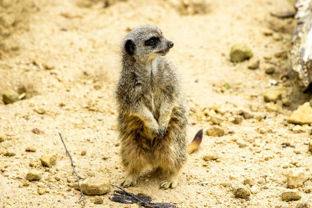 The Meerkat is one of the cutest animals in the wild or at the zoo, small and with adorable features.の写真素材