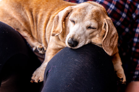 An adorable Miniature Dachshund dog having a sleep due to being tired or being unwell.の写真素材