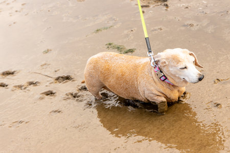 One of the favourite activities of a dog is to go for a walk, here seen a Miniature Dachshund...