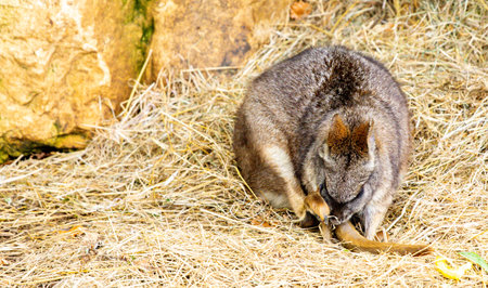 The Wallaby animal is often associated with Australia but can be found around the world, here seen in a zoo enclosure.の写真素材