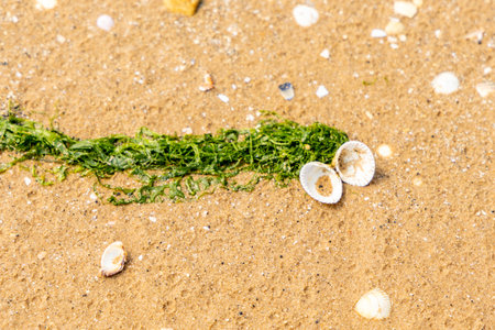 Clam shell on the sandy beach washed up on shore, a tiny decoration of nature for all to enjoy.の写真素材