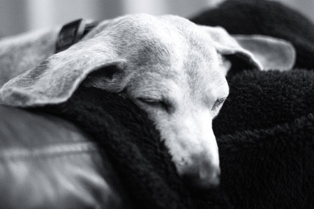 An adorable Miniature Dachshund dog having a sleep due to being tired or being unwell.の写真素材