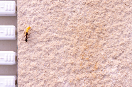A large ant carrying a small discarded piece of food.の写真素材