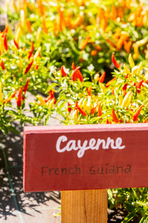 A chilli farm freshly grown different types of chilli for people to try and buy. Grown in the countryside of Portugal.の写真素材