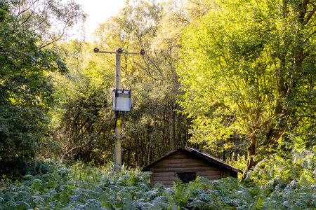 A wooden shed within an overgrown part of the forest as the shed is engulfed by bushes and vegetation.の写真素材
