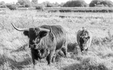 One of the favorite types of mammal is the Highland Cow, originating from Scotland but also found in other area of the United Kingdom.の写真素材