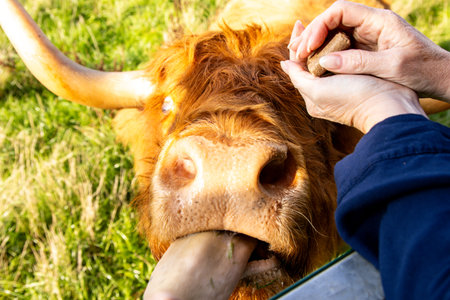 One of the favorite types of mammal is the Highland Cow, originating from Scotland but also found in other area of the United Kingdom.の写真素材
