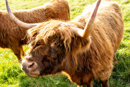 One of the favorite types of mammal is the Highland Cow, originating from Scotland but also found in...