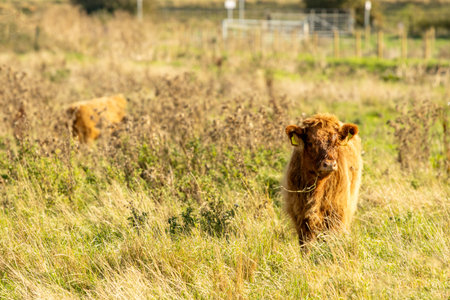 One of the favorite types of mammal is the Highland Cow, originating from Scotland but also found in...