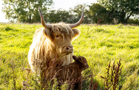 One of the favorite types of mammal is the Highland Cow, originating from Scotland but also found in...