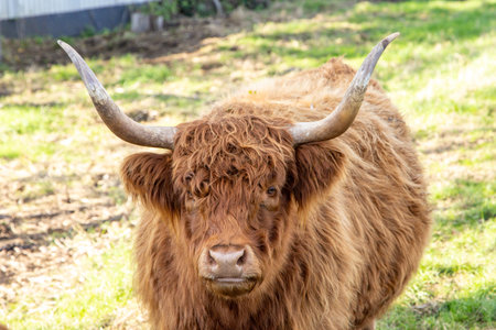 One of the favorite types of mammal is the Highland Cow, originating from Scotland but also found in other area of the United Kingdom.の写真素材