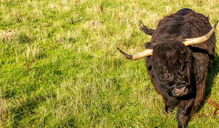 One of the favorite types of mammal is the Highland Cow, originating from Scotland but also found in...