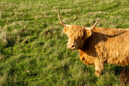 One of the favorite types of mammal is the Highland Cow, originating from Scotland but also found in...