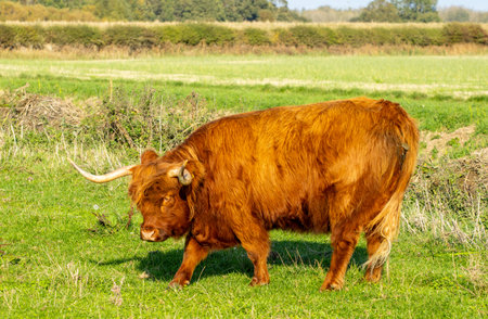 One of the favorite types of mammal is the Highland Cow, originating from Scotland but also found in...
