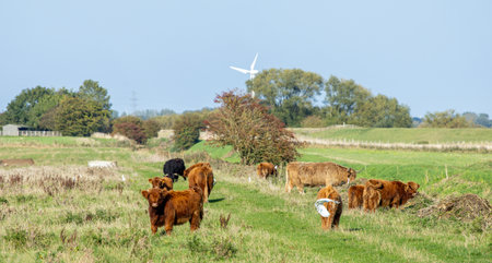 One of the favorite types of mammal is the Highland Cow, originating from Scotland but also found in other area of the United Kingdom.の写真素材