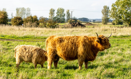 One of the favorite types of mammal is the Highland Cow, originating from Scotland but also found in other area of the United Kingdom.の写真素材