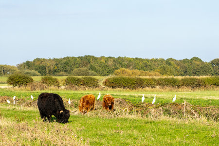 One of the favorite types of mammal is the Highland Cow, originating from Scotland but also found in other area of the United Kingdom.の写真素材