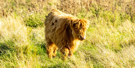 One of the favorite types of mammal is the Highland Cow, originating from Scotland but also found in...