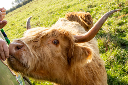 One of the favorite types of mammal is the Highland Cow, originating from Scotland but also found in other area of the United Kingdom.の写真素材