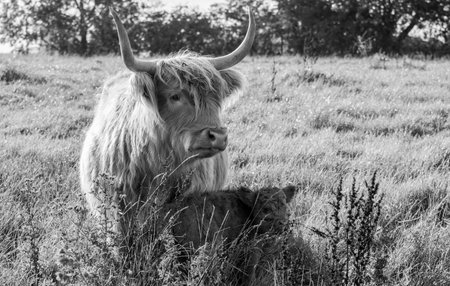 One of the favorite types of mammal is the Highland Cow, originating from Scotland but also found in other area of the United Kingdom.の写真素材
