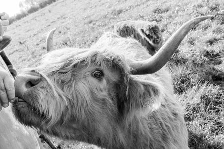 One of the favorite types of mammal is the Highland Cow, originating from Scotland but also found in other area of the United Kingdom.の写真素材